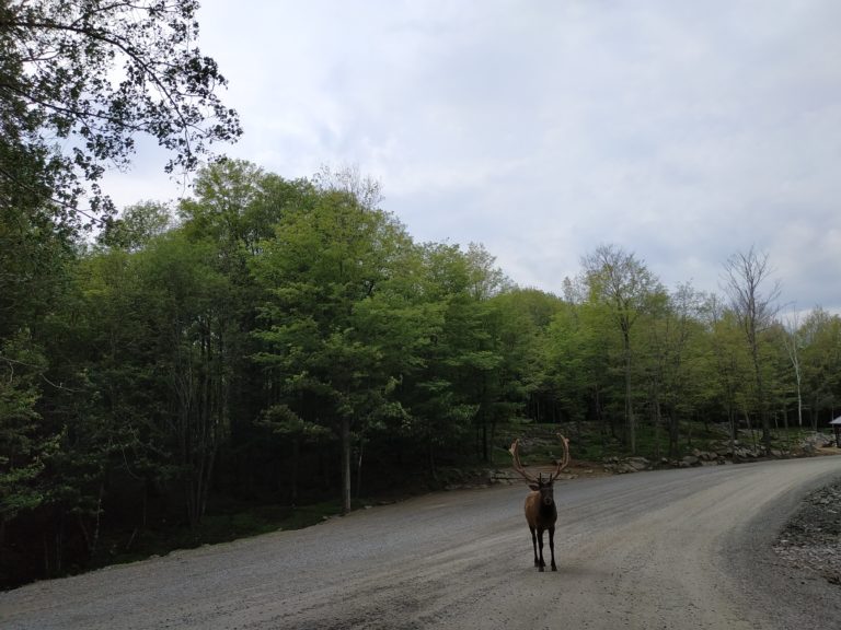 xiaomi redmi note 5 photo test