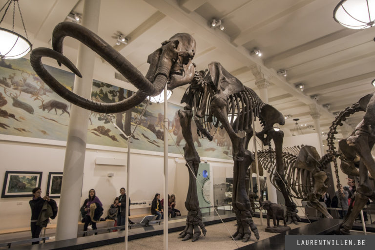 new-york-museum-natural-history-mammoth