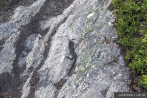 algonquin park photo