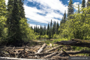 algonquin park photo