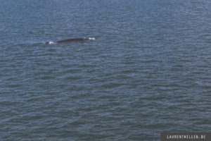 tadoussac croisiere aml baleine photo