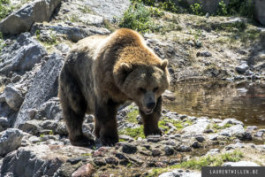 zoo saint felicien photo