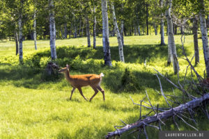 zoo saint felicien photo