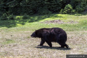 zoo saint felicien photo