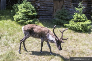zoo saint felicien photo