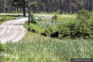 zoo saint felicien photo