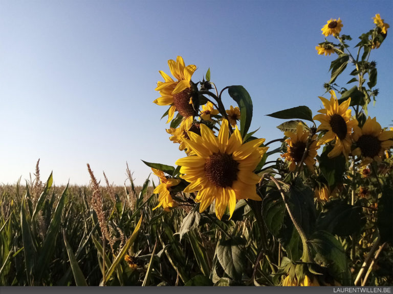 huawei y6 2019 test avis revision review recensione camera