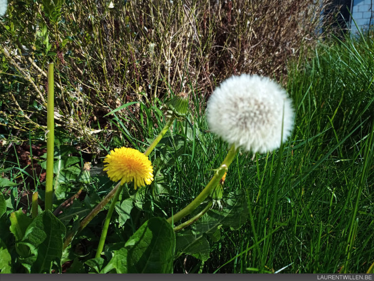 umidigi-f2-avis-test-review-recencione-opinion-photo-sun-1