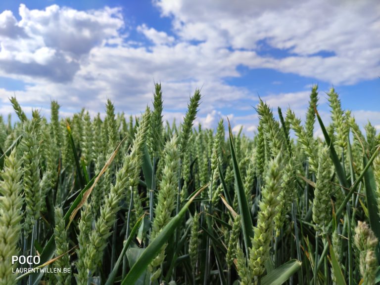 poco-f2-pro-test-review-avis-recensione-prueba-opinion-beoordeling-photo-qualite-21