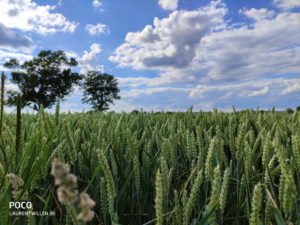 poco-f2-pro-test-review-avis-recensione-prueba-opinion-beoordeling-photo-qualite-22