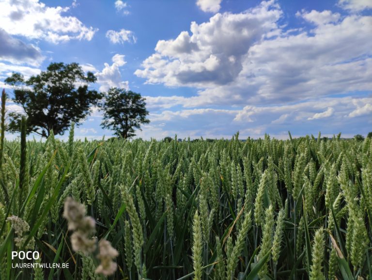 poco-f2-pro-test-review-avis-recensione-prueba-opinion-beoordeling-photo-qualite-22