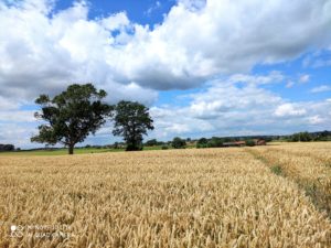 xiaomi-mi-note-10-lite-test-review-avis-recensione-prueba-opinion-beoordeling-photo-sun-70